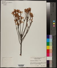 Rhododendron canescens image