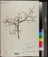 Vaccinium myrtilloides image