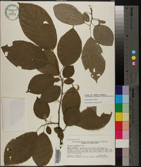 Halesia diptera image