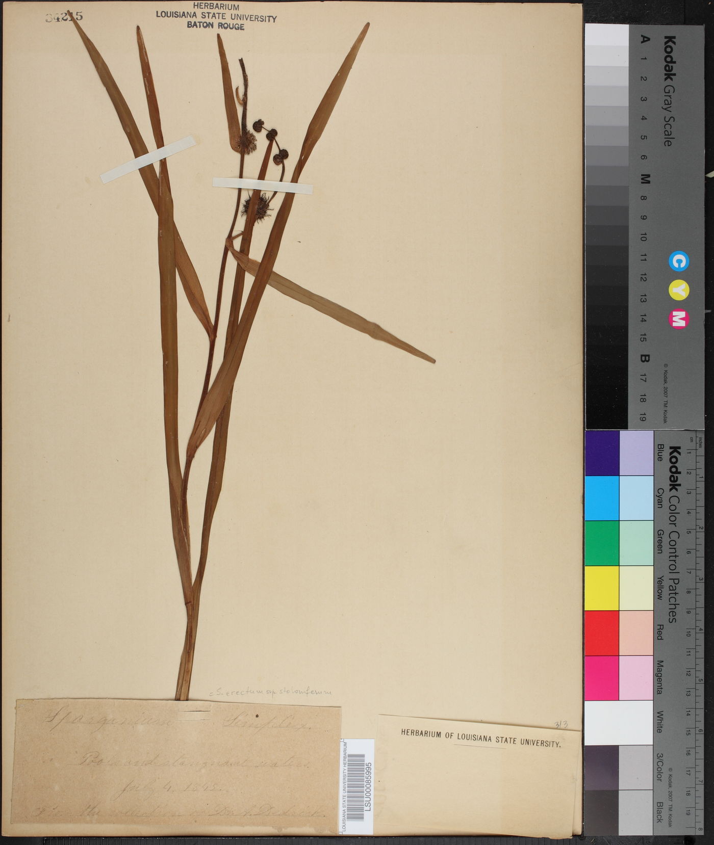 Sparganium erectum image