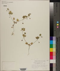 Nemophila menziesii image