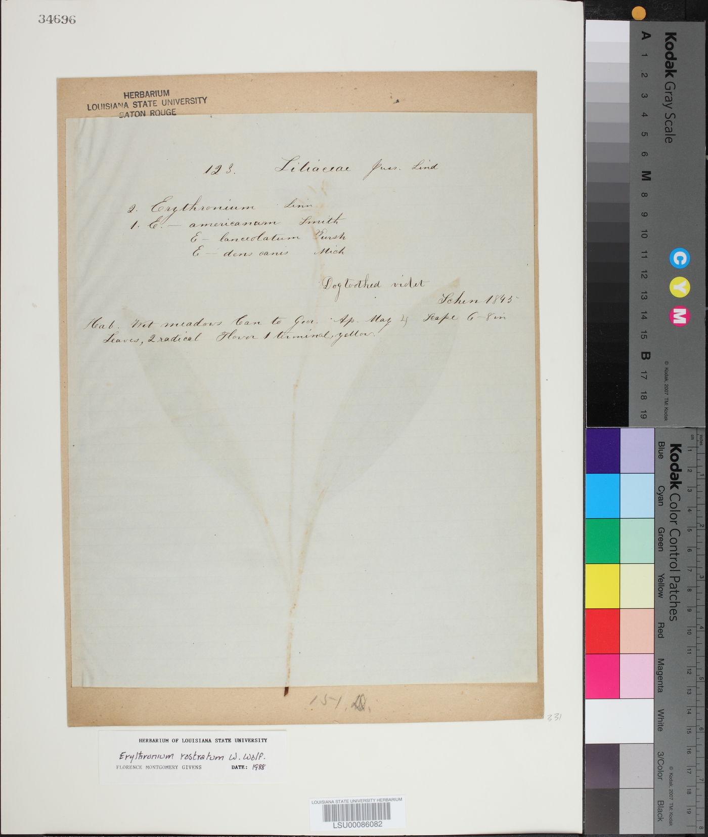 Erythronium rostratum image