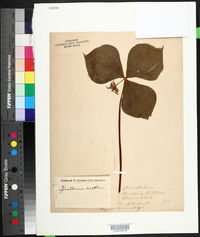 Trillium erectum image