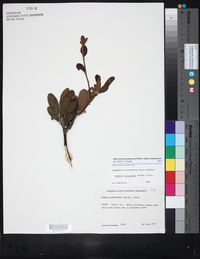 Sideroxylon lanuginosum subsp. lanuginosum image