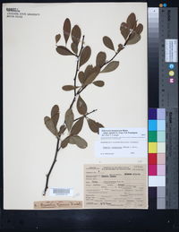 Sideroxylon lanuginosum subsp. rigidum image