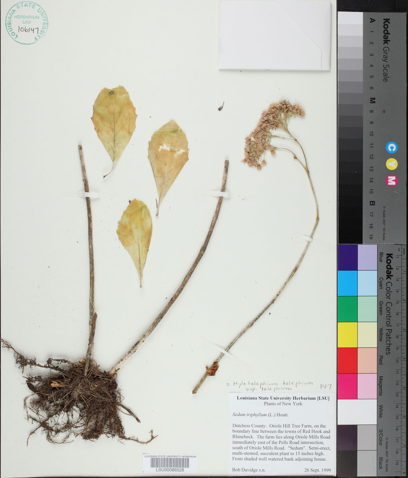 Hylotelephium telephium subsp. telephium image