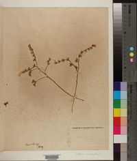 Sedum variegatum image
