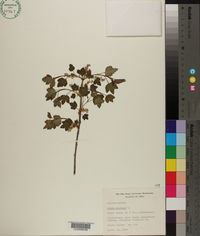 Ribes alpinum image