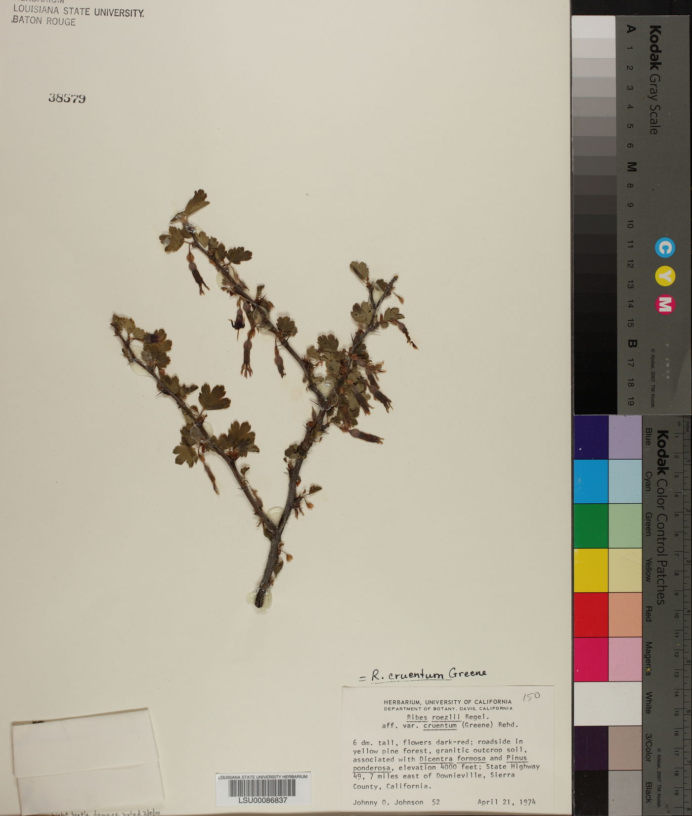 Ribes cruentum image