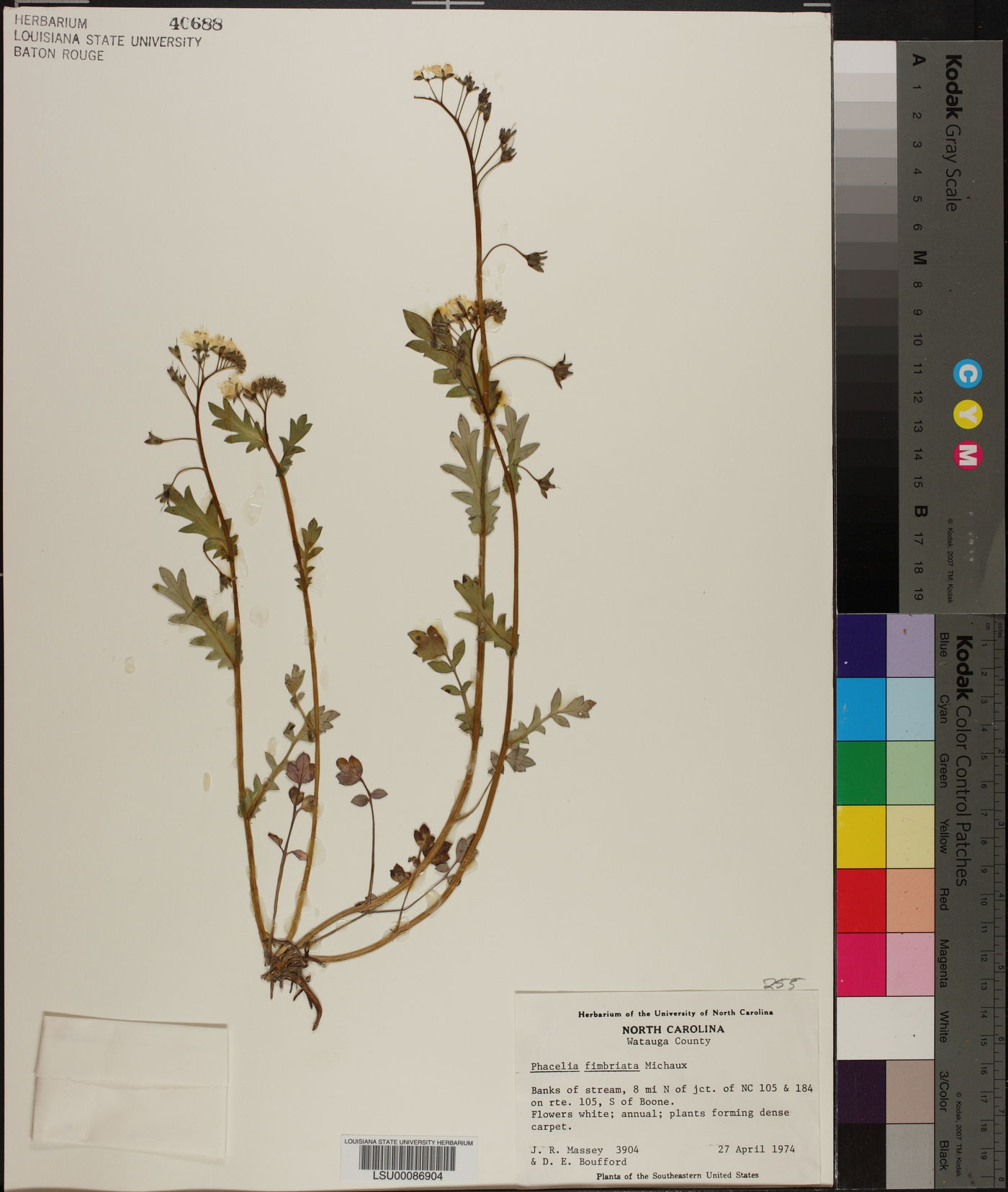 Phacelia fimbriata image