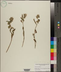 Phacelia hastata image