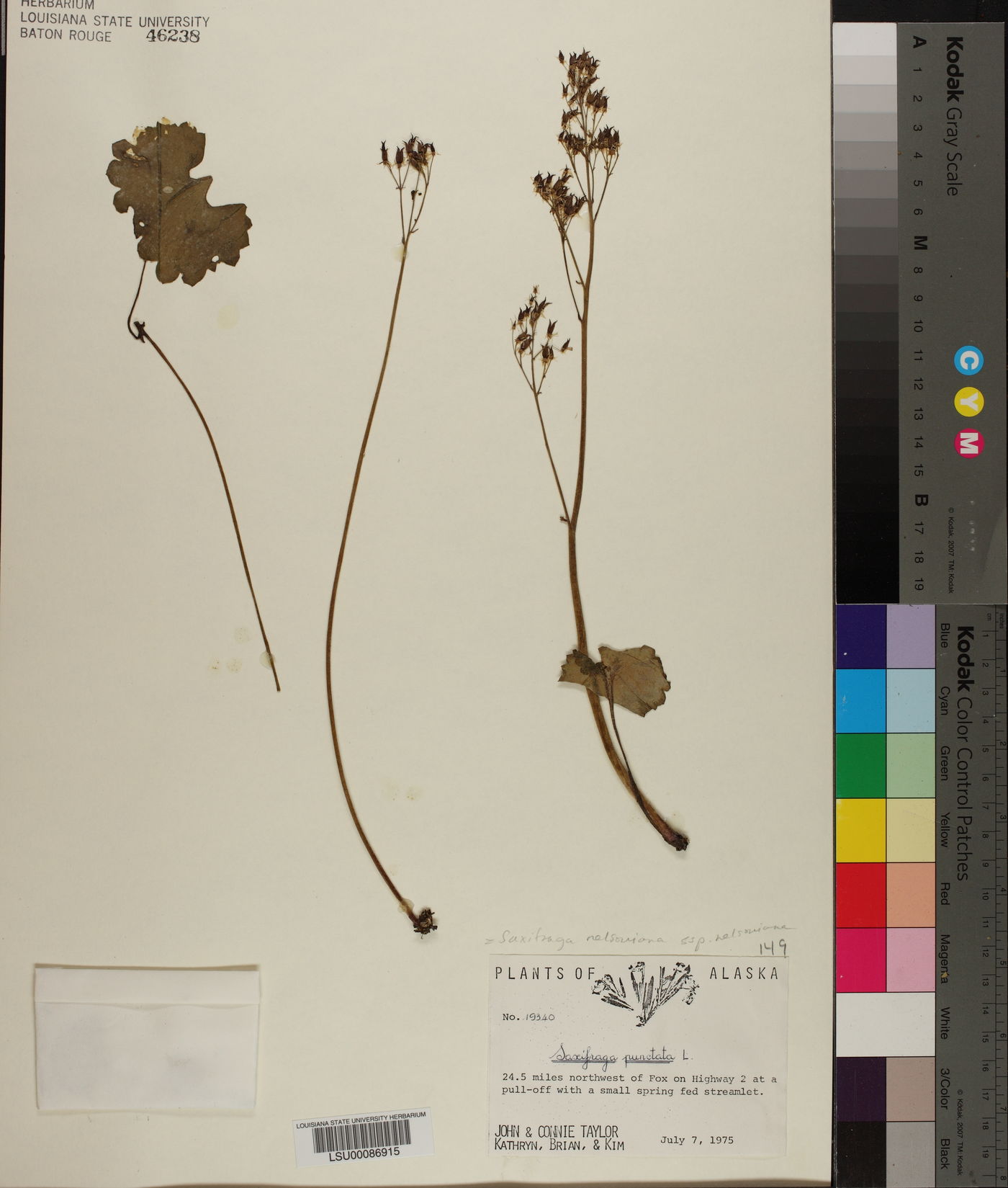 Saxifraga nelsoniana subsp. nelsoniana image