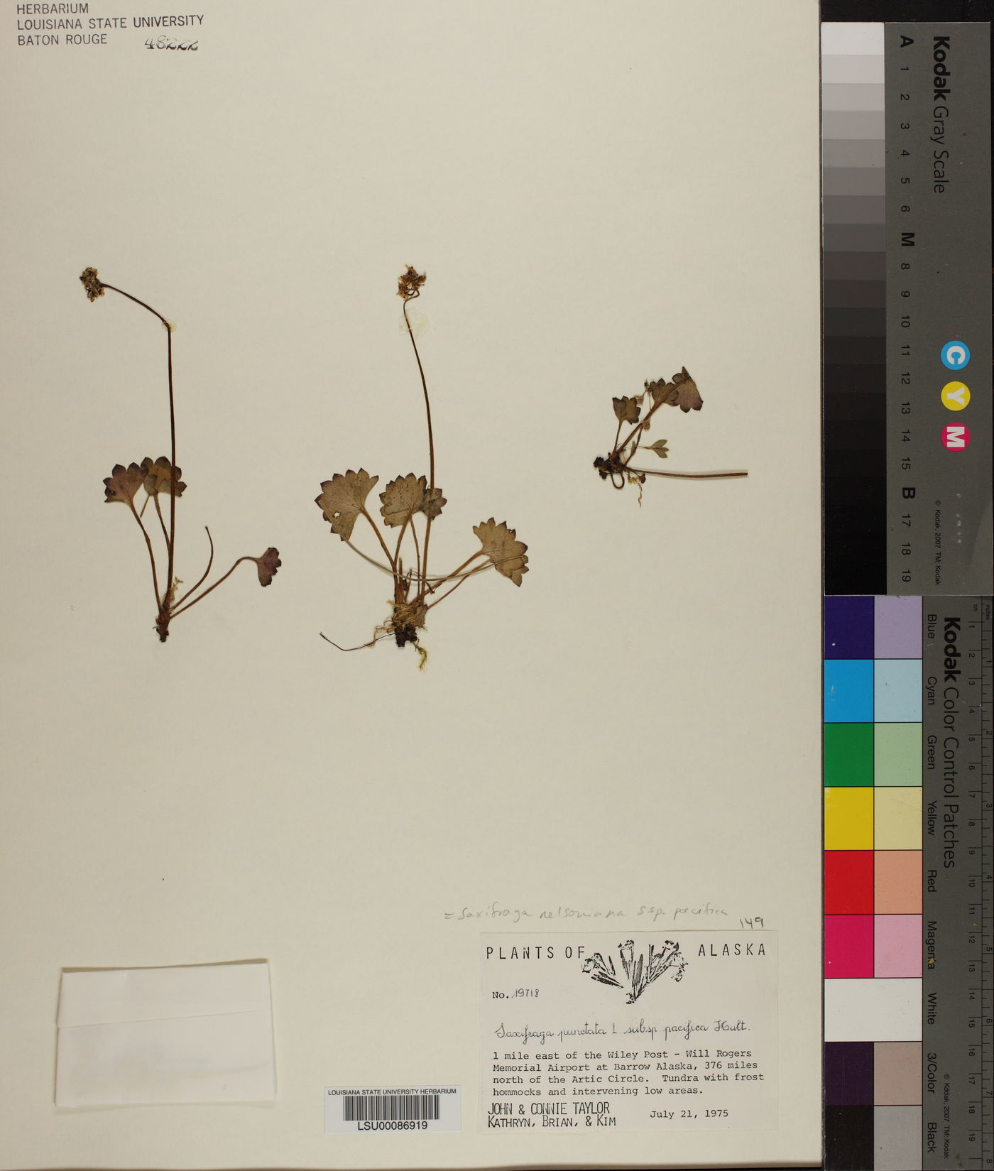 Saxifraga nelsoniana subsp. pacifica image
