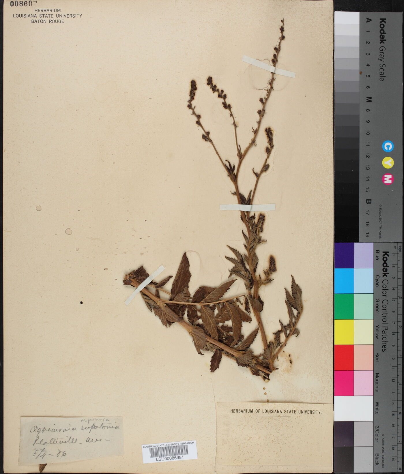 Agrimonia eupatoria image