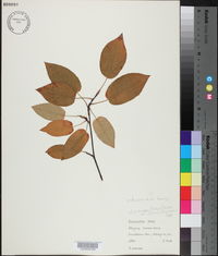 Amelanchier laevis image