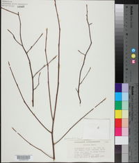 Amelanchier laevis image