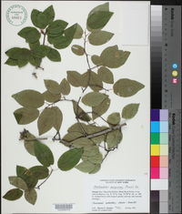 Amelanchier sanguinea image