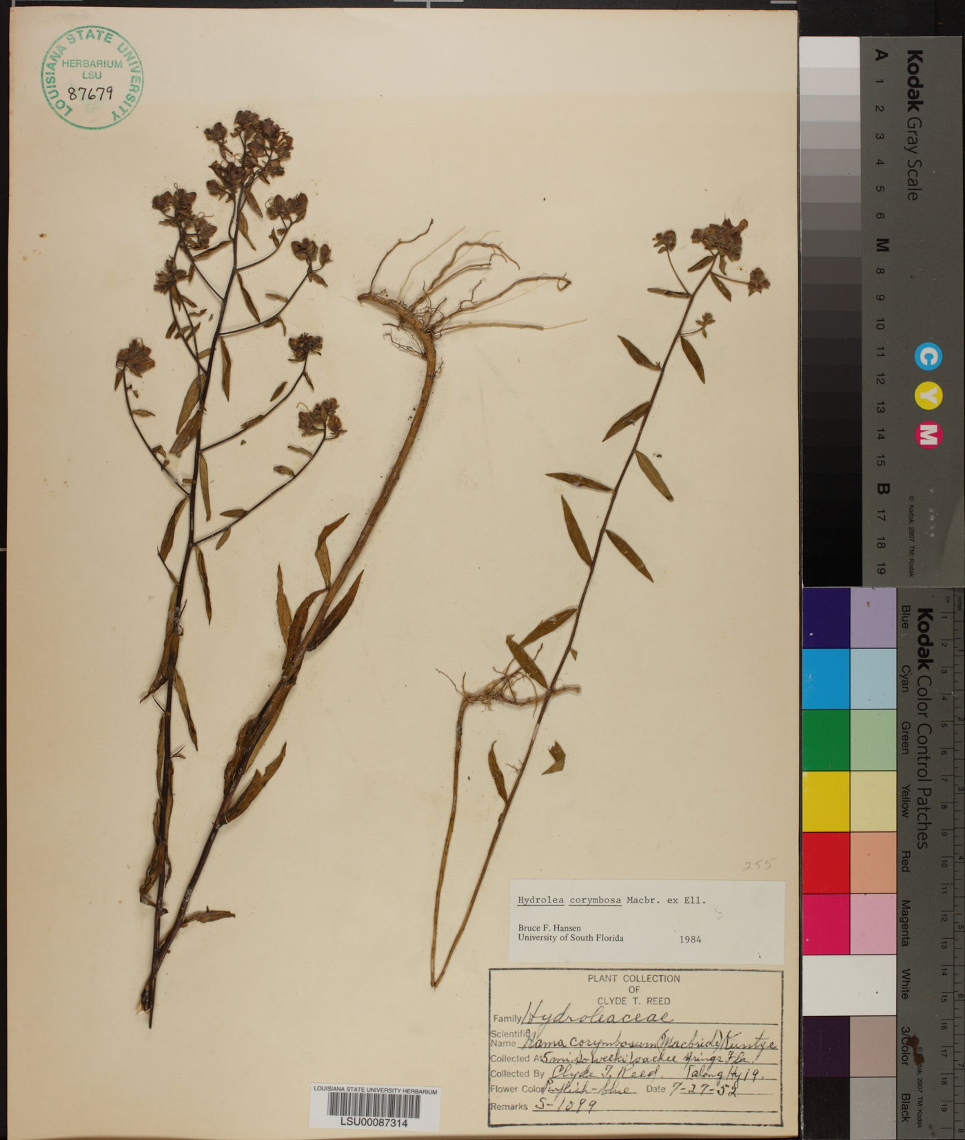 Hydrolea corymbosa image