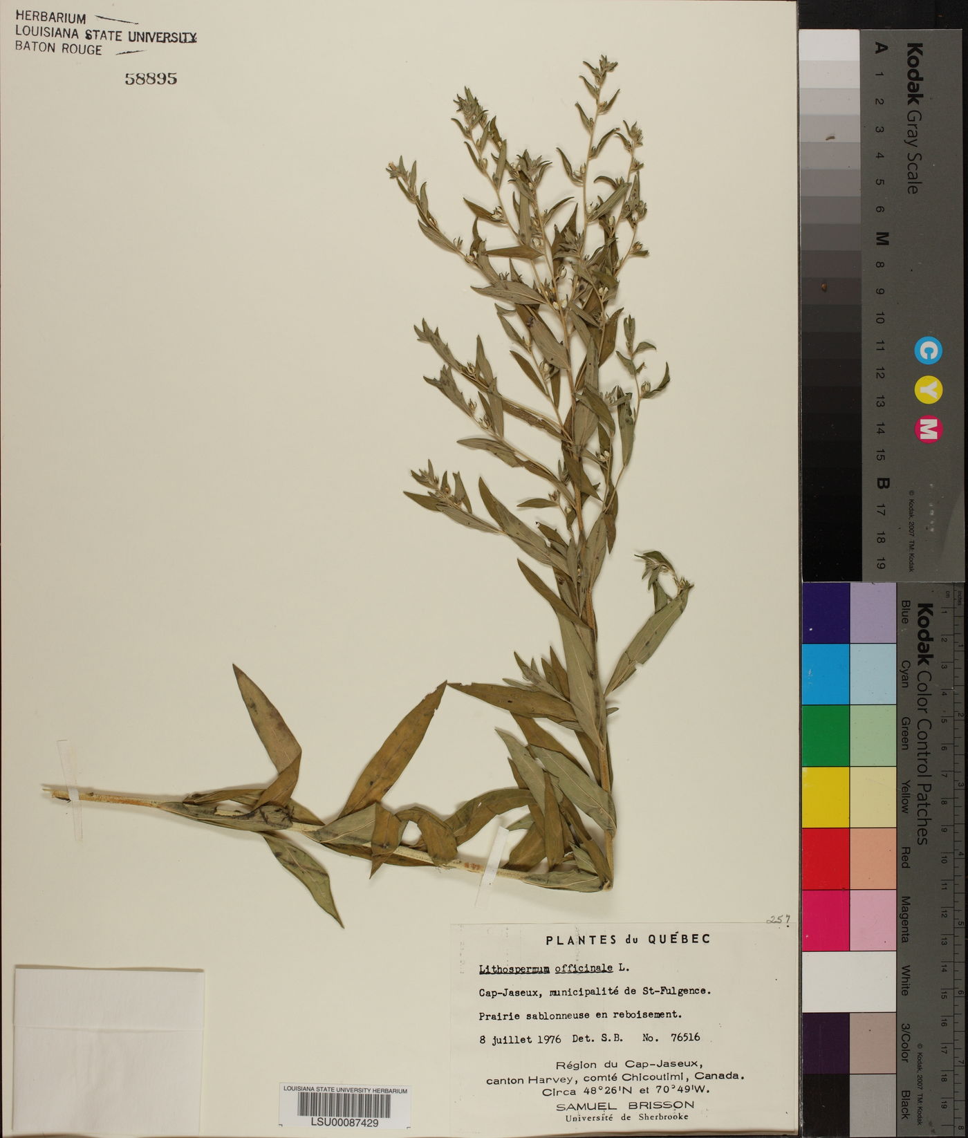 Lithospermum officinale image