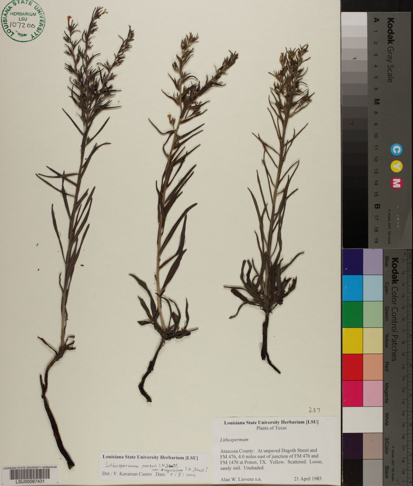 Lithospermum parksii var. rugulosum image