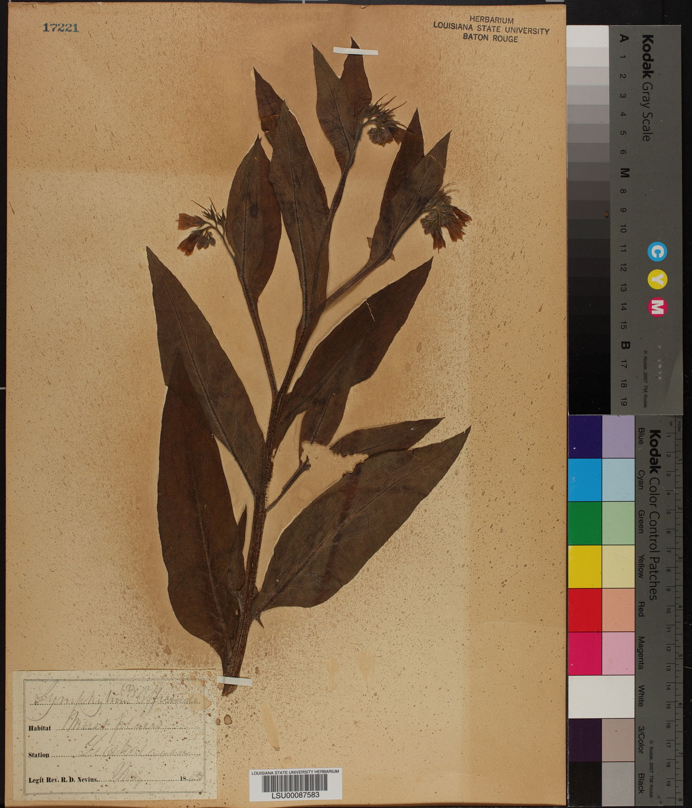 Symphytum officinale image