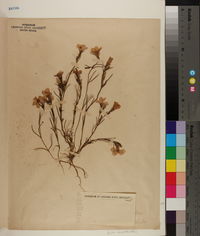 Gilia dianthoides image