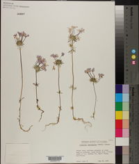 Linanthus androsaceus image