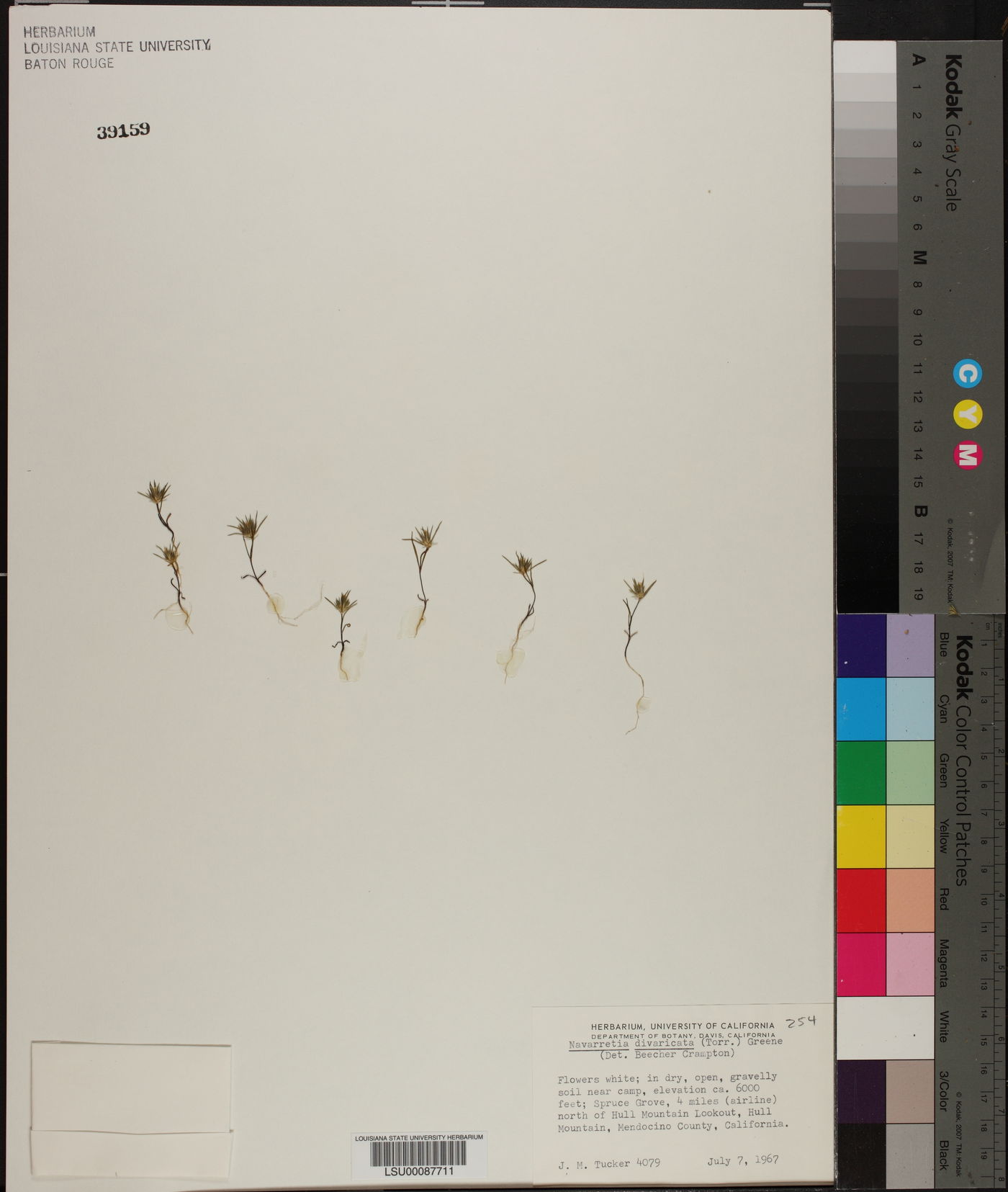 Navarretia divaricata image