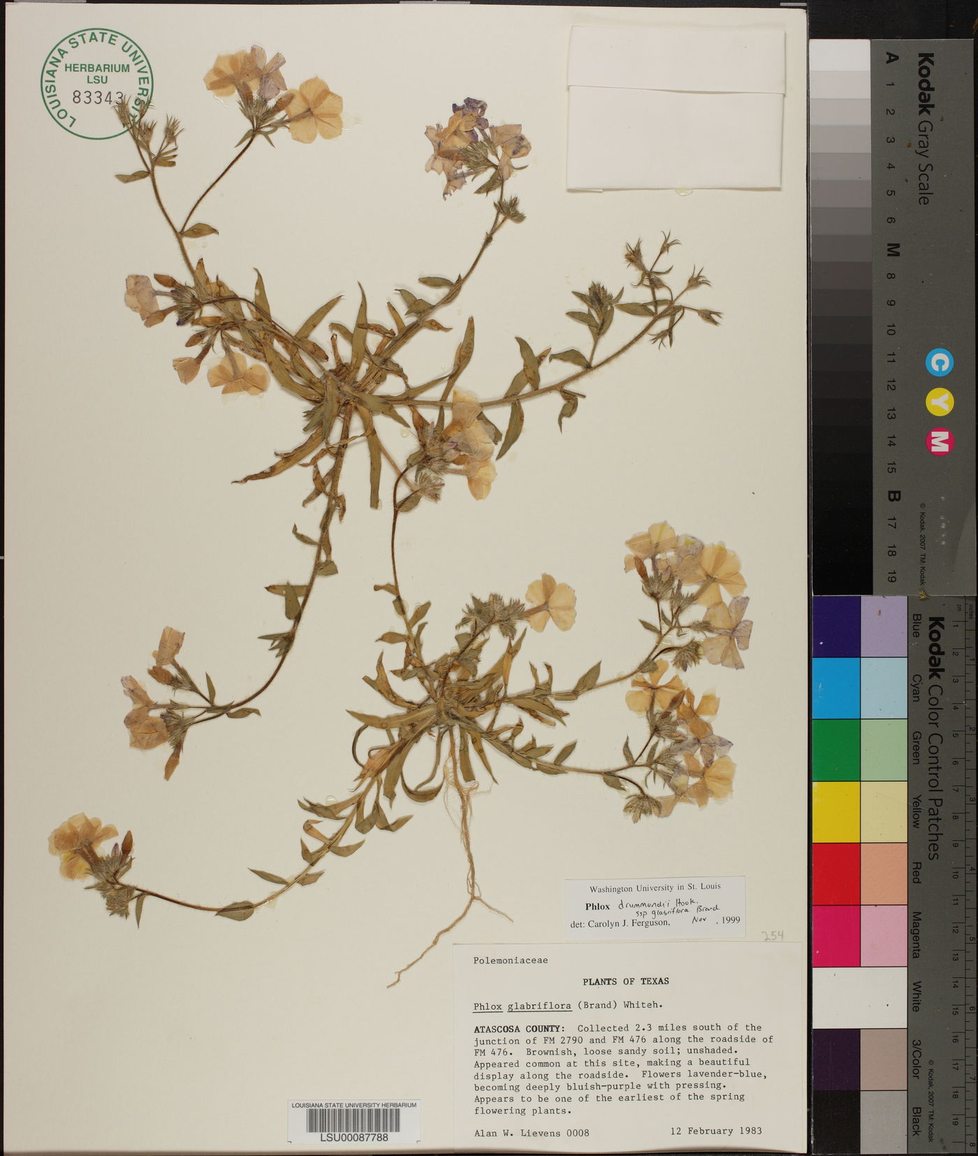Phlox glabriflora image