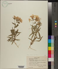 Phlox drummondii subsp. tharpii image