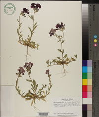Phlox drummondii subsp. wilcoxiana image