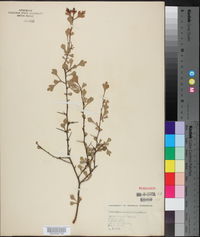 Crataegus spathulata image