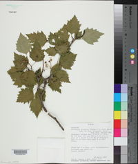 Crataegus pruinosa image