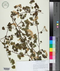 Crataegus marshallii image