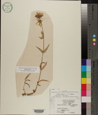 Phlox pilosa subsp. pilosa image