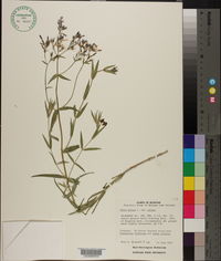 Phlox pilosa subsp. pilosa image