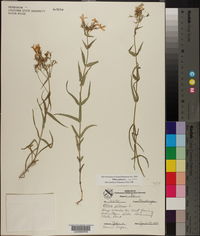 Phlox pilosa subsp. pilosa image