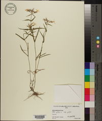 Phlox pilosa subsp. pilosa image