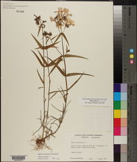 Phlox pilosa subsp. pilosa image