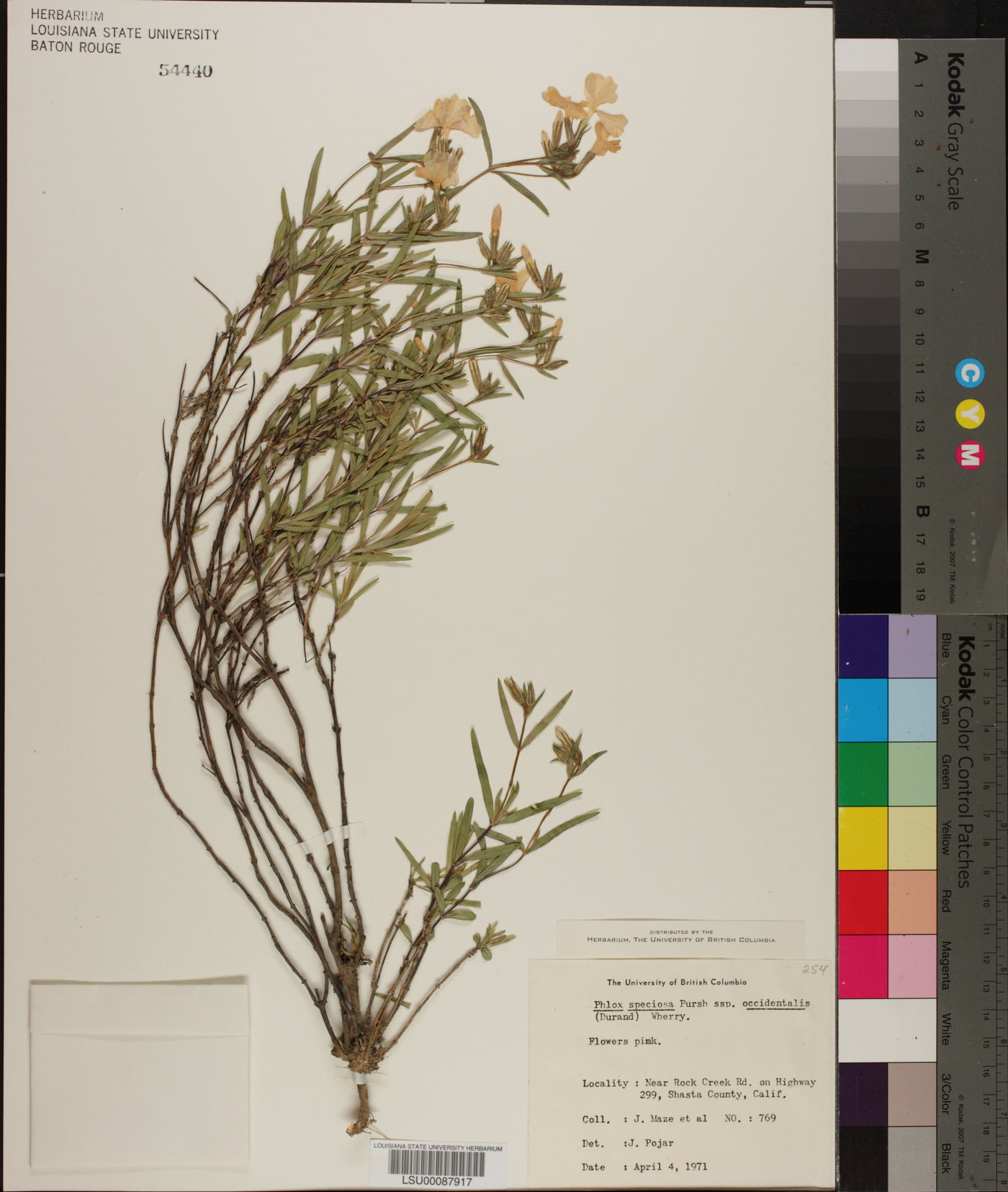 Phlox speciosa subsp. occidentalis image