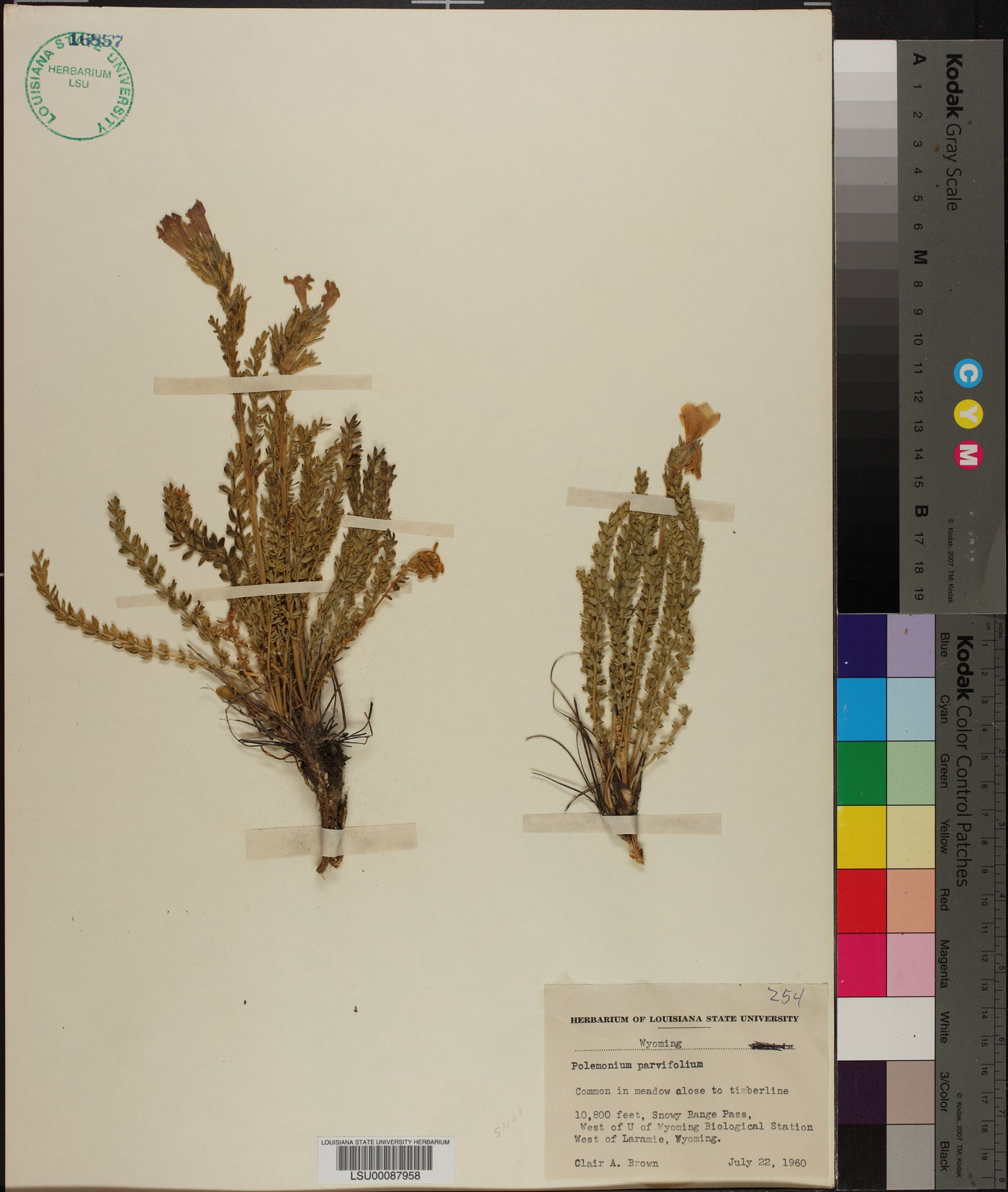 Polemonium parvifolium image