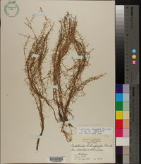 Callitriche heterophylla subsp. heterophylla image