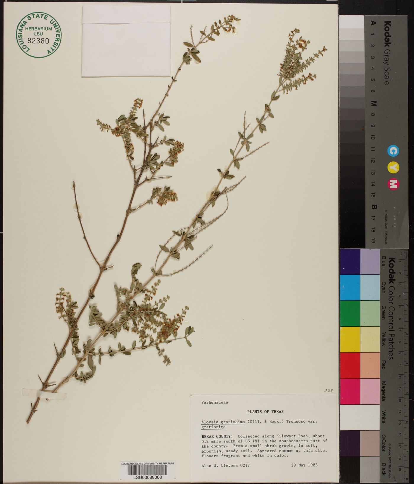 Aloysia gratissima var. gratissima image