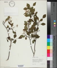 Crataegus viridis image