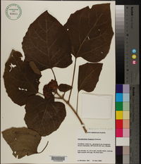 Clerodendrum chinense image