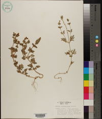 Glandularia bipinnatifida var. bipinnatifida image