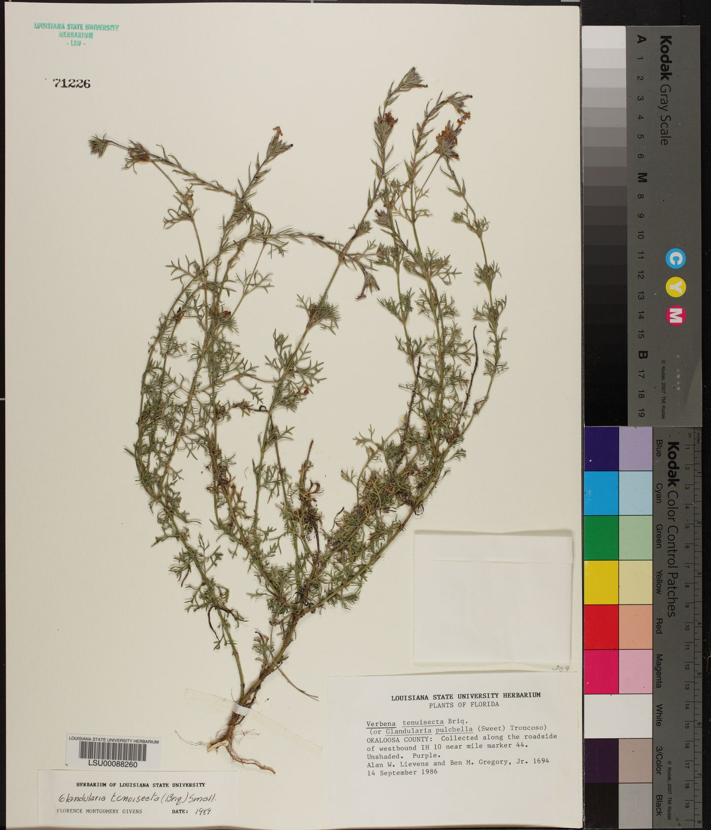 Verbena tenera image