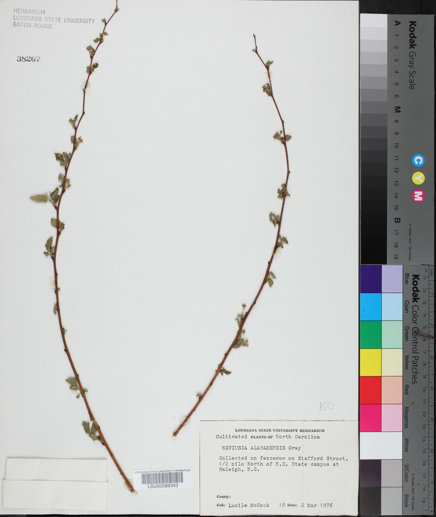 Neviusia alabamensis image
