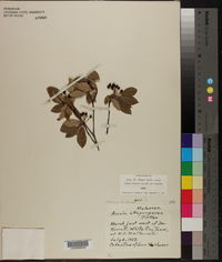 Photinia floribunda image
