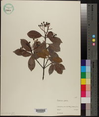 Photinia glabra image